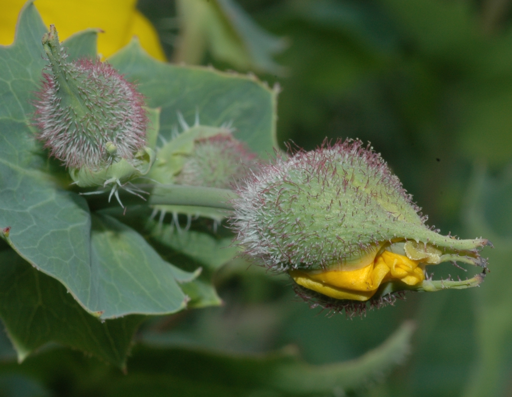 Papaveraceae Dicranostigma erectum