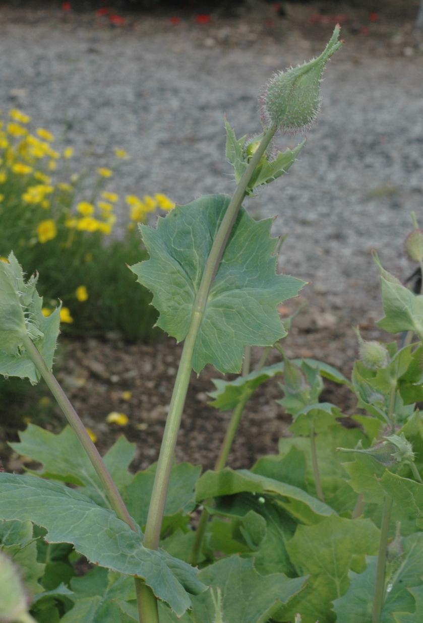 Papaveraceae Dicranostigma erectum