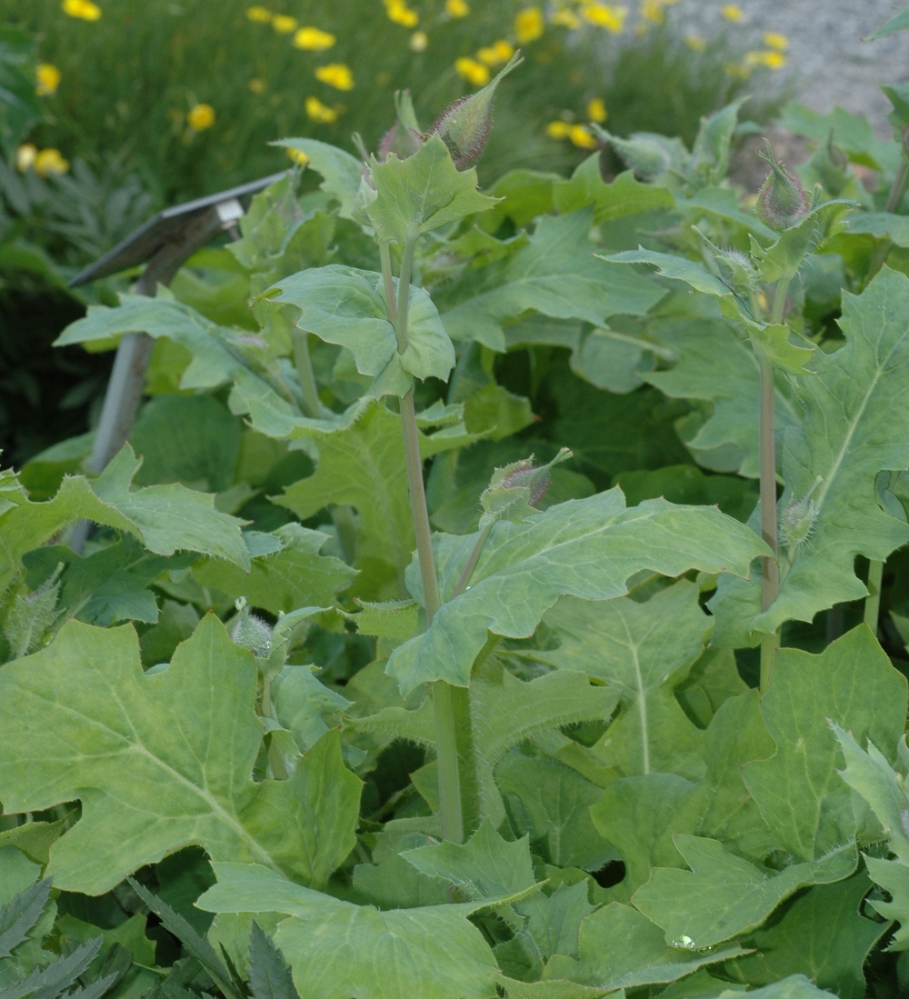 Papaveraceae Dicranostigma erectum