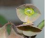 image of Euphorbia suzannae-marnierae
