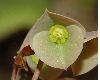 image of Euphorbia suzannae-marnierae