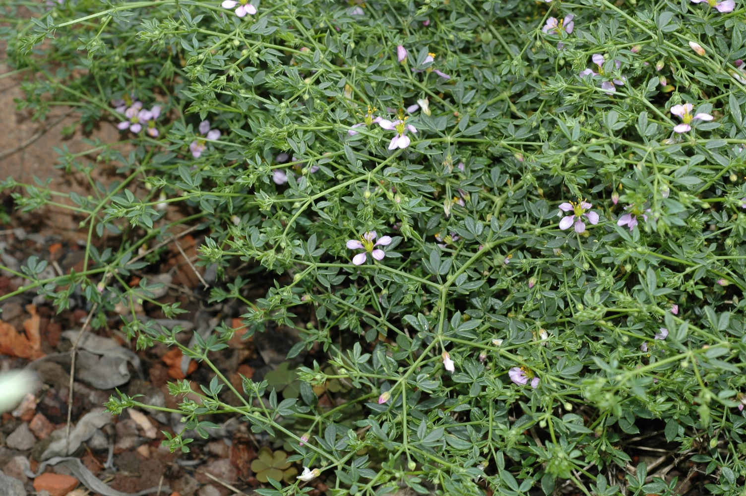 Zygophyllaceae Fagonia cretica