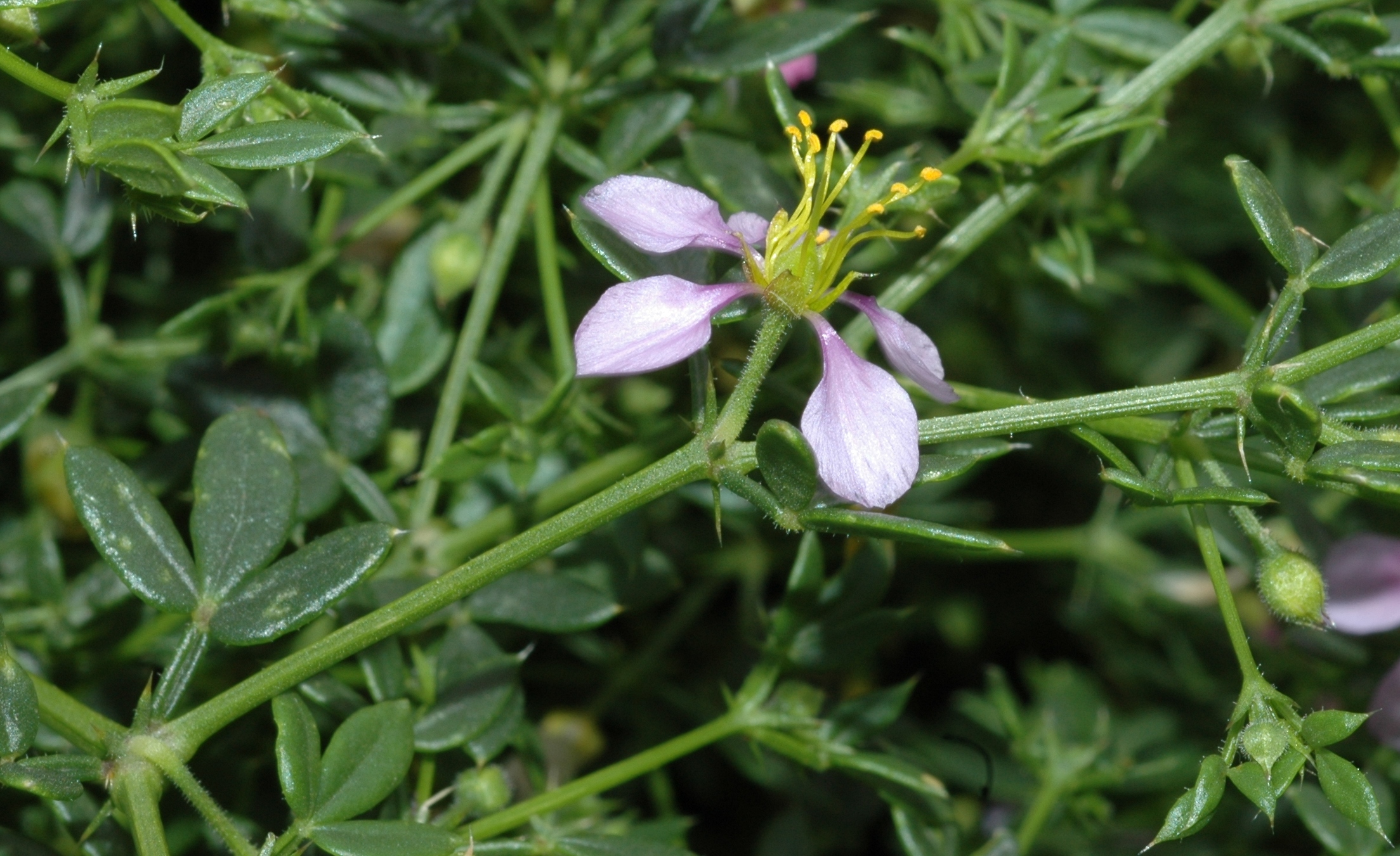 Zygophyllaceae Fagonia cretica