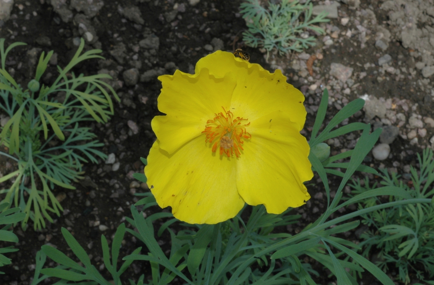 Papaveraceae Hunnemannia fumariaefolia