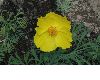 image of Hunnemannia fumariaefolia