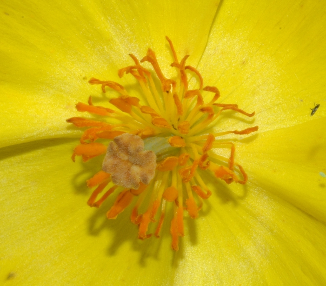 Papaveraceae Hunnemannia fumariaefolia