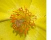 image of Hunnemannia fumariaefolia
