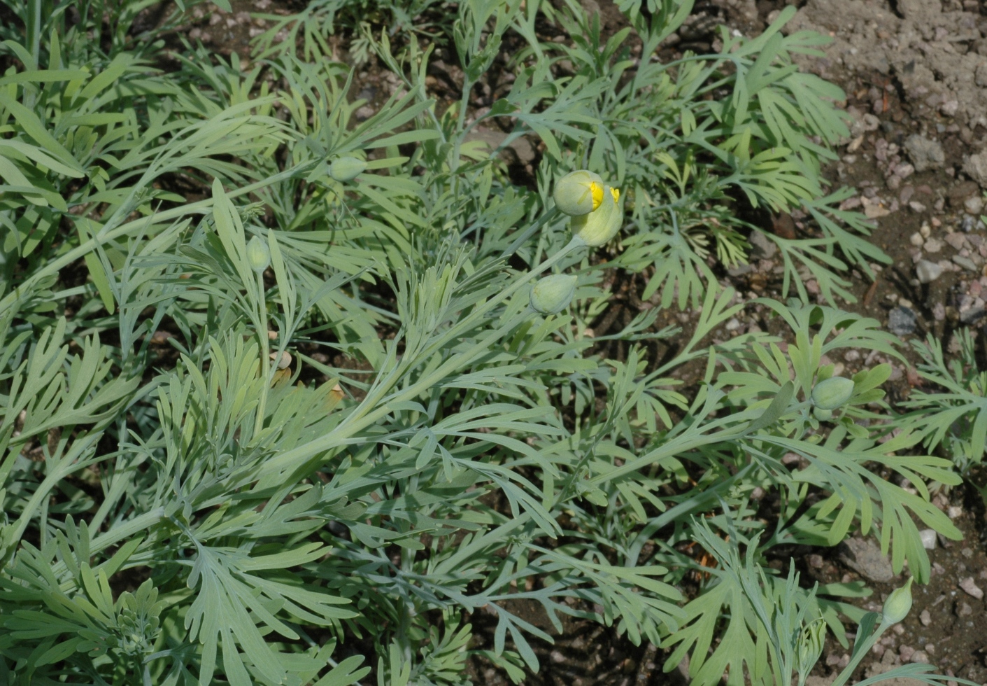 Papaveraceae Hunnemannia fumariaefolia