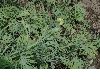 image of Hunnemannia fumariaefolia
