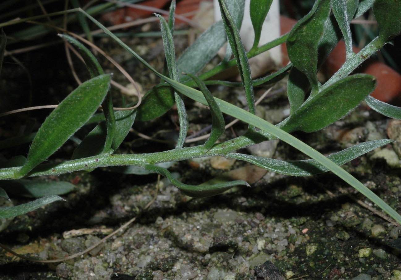 Krameriaceae Krameria cistoidea