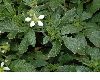 image of Loasa triphylla