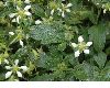 image of Loasa triphylla