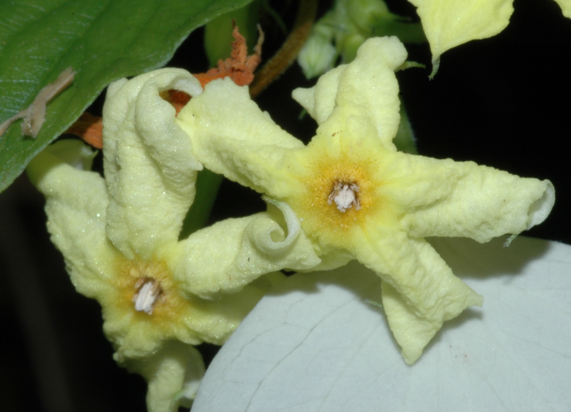 Rubiaceae Pseudomussaenda flava