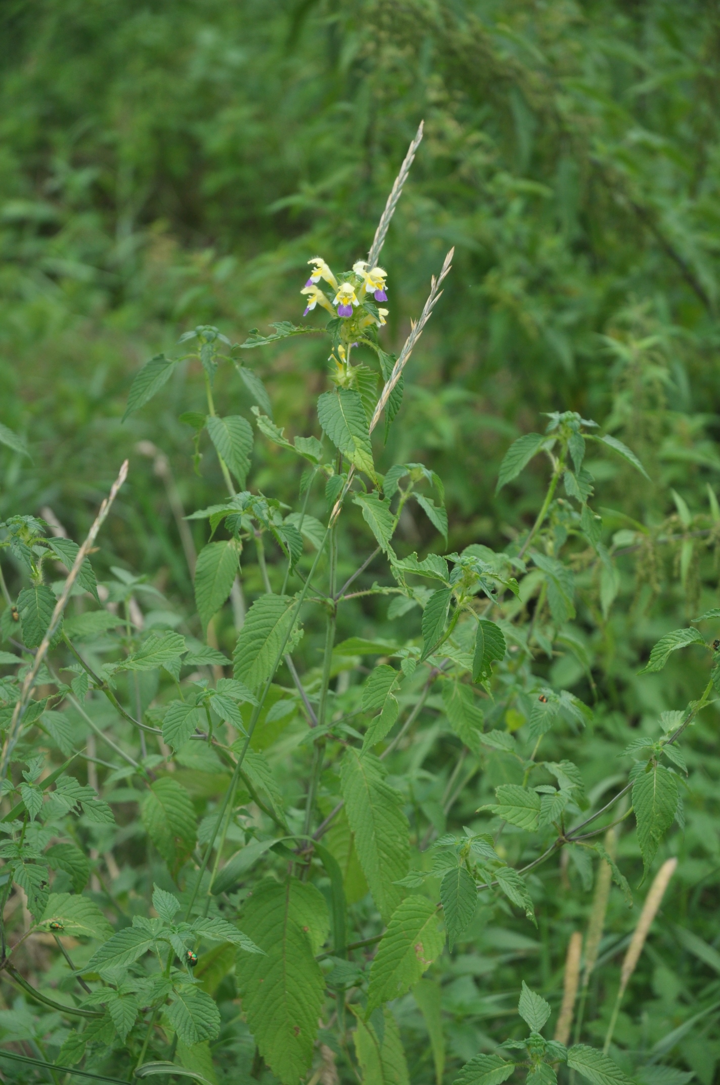 Lamiaceae Galeopsis speciosa