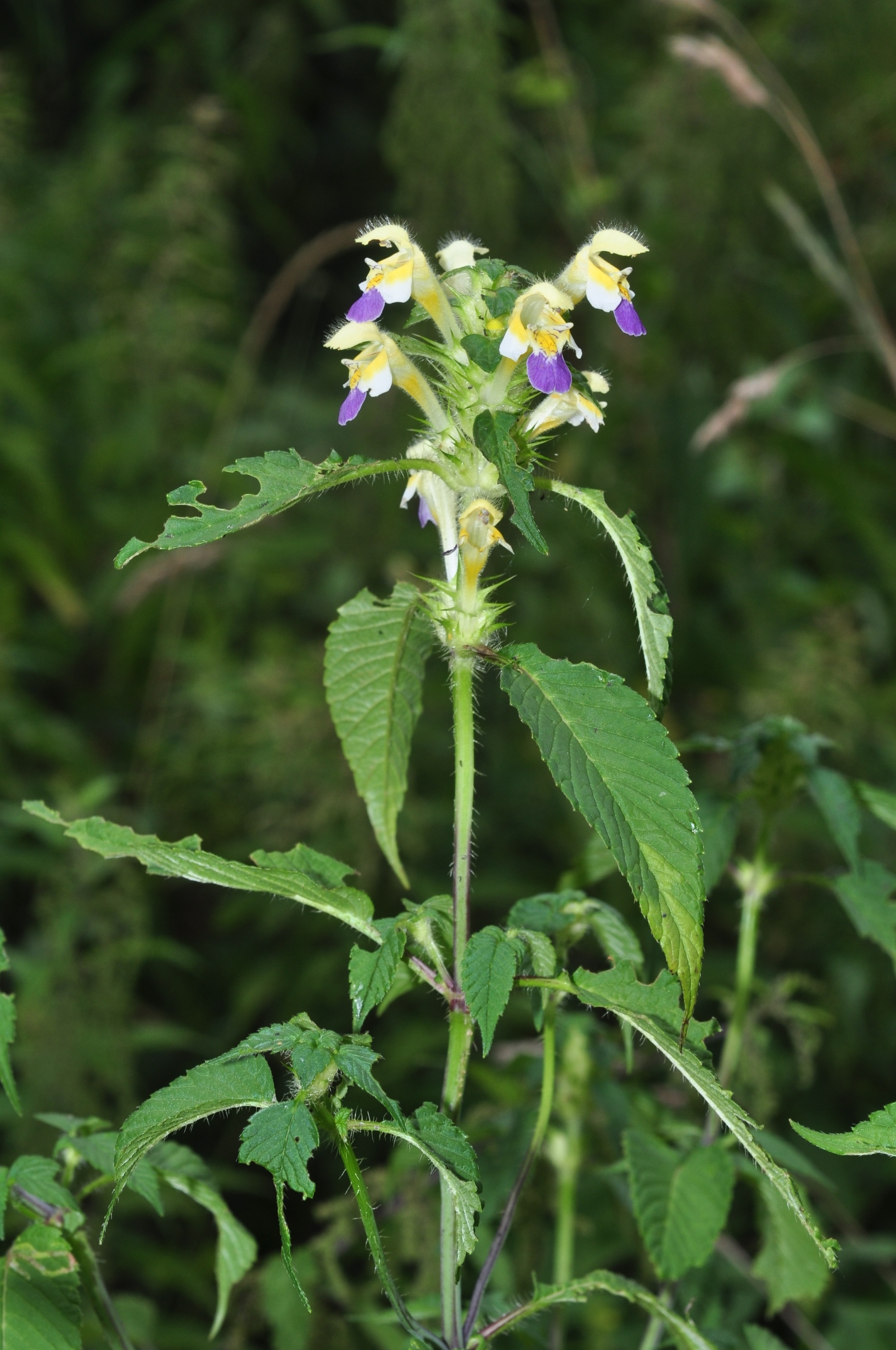 Lamiaceae Galeopsis speciosa