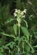 image of Galeopsis speciosa