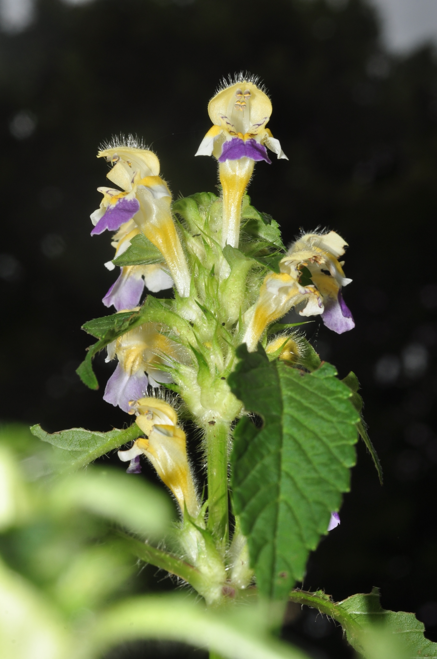 Lamiaceae Galeopsis speciosa