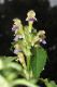 image of Galeopsis speciosa