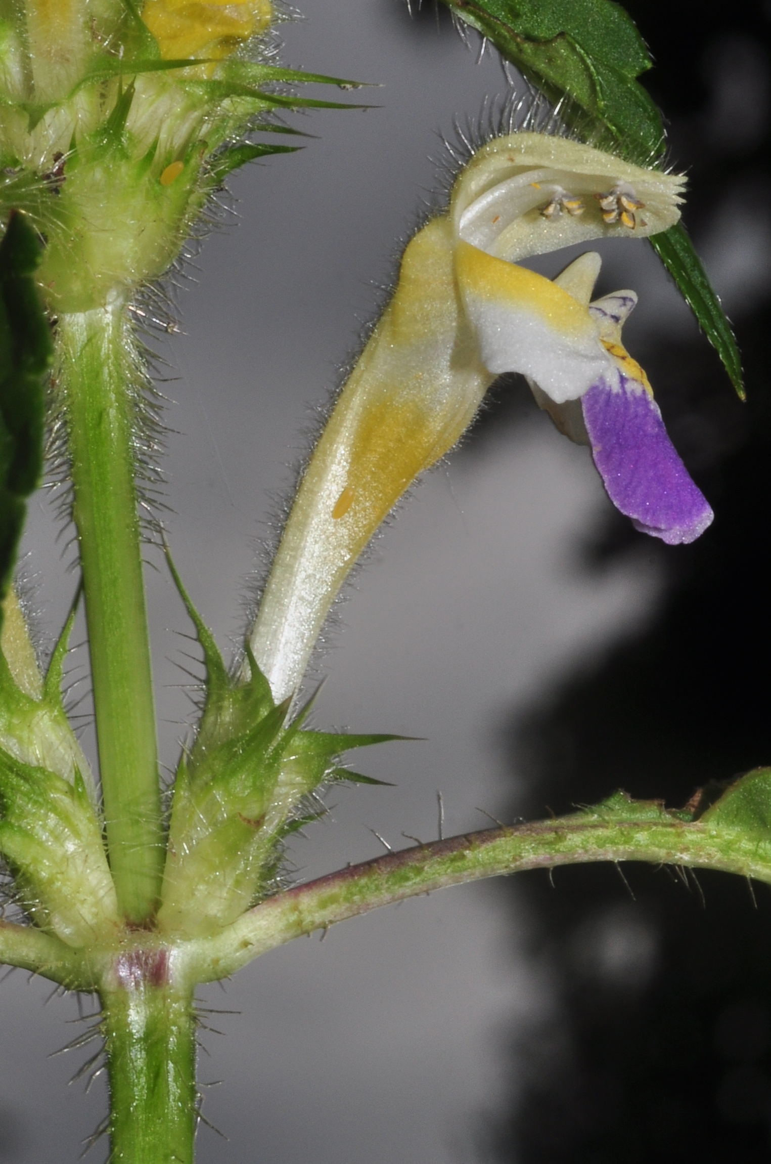 Lamiaceae Galeopsis speciosa