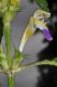 image of Galeopsis speciosa