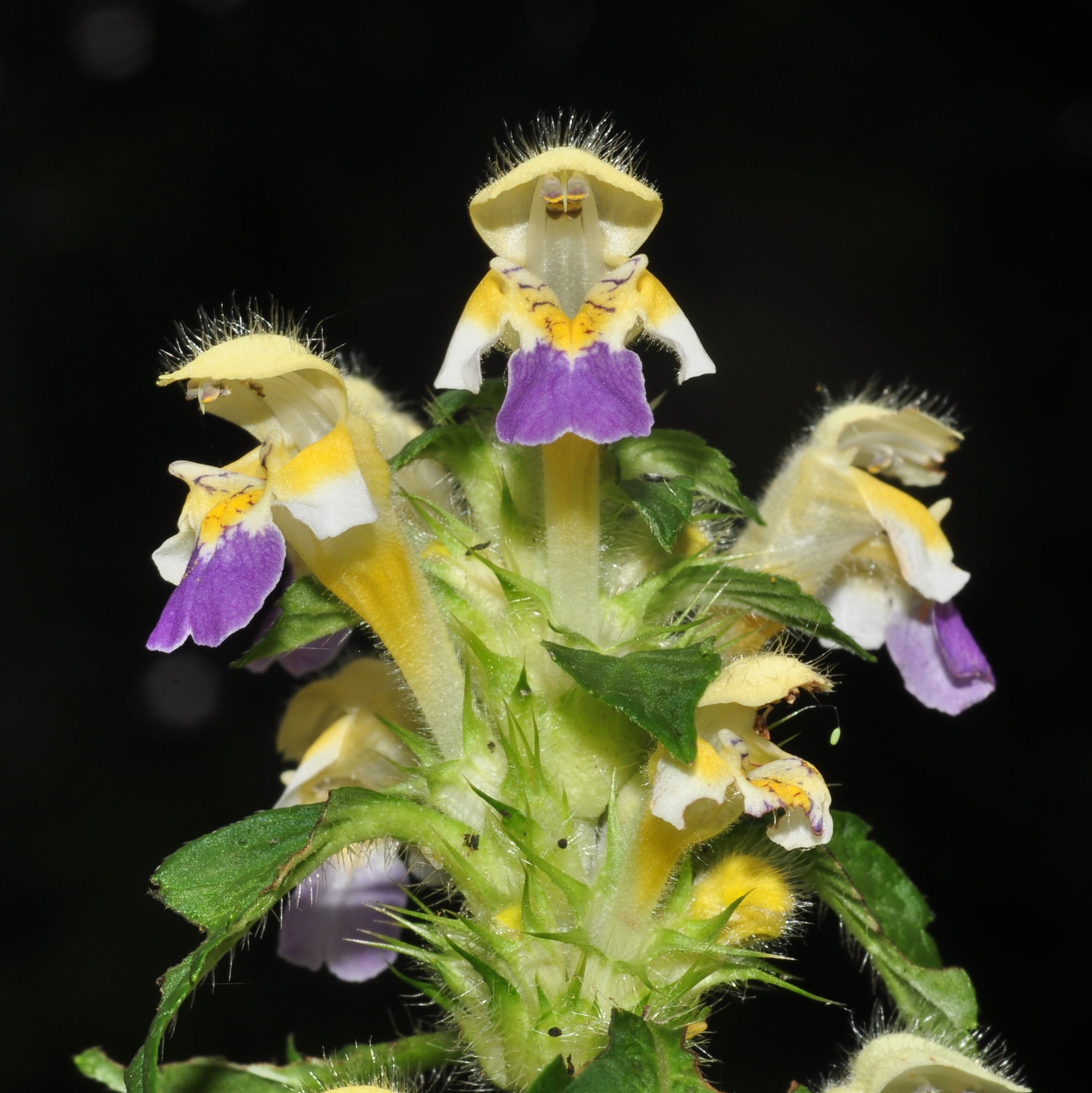 Lamiaceae Galeopsis speciosa