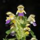 image of Galeopsis speciosa