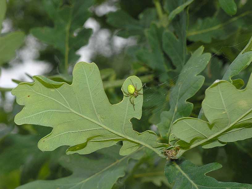 Fagaceae Quercus robur