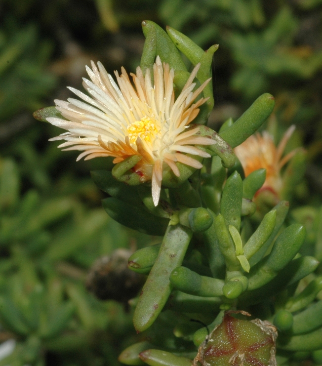 Aizoaceae Phyllobolus splendens