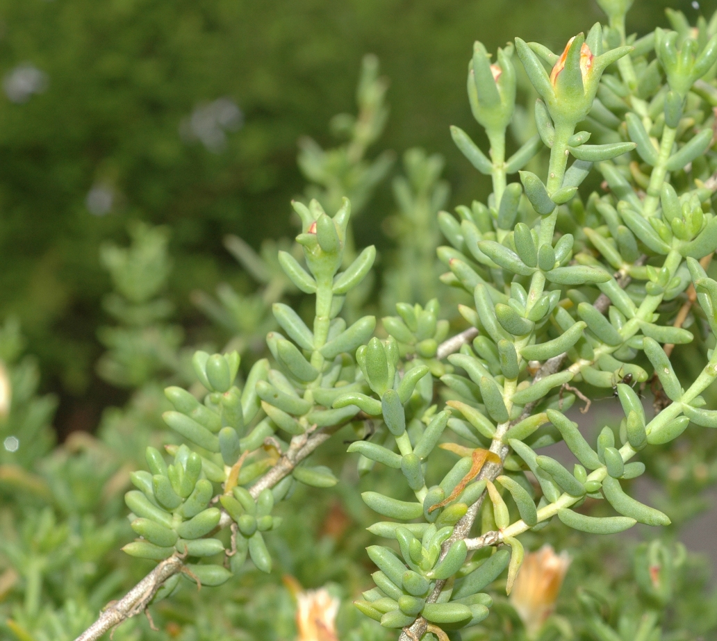 Aizoaceae Phyllobolus splendens