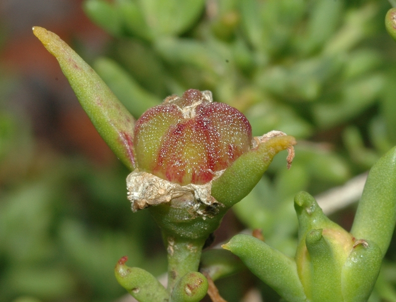 Aizoaceae Phyllobolus splendens