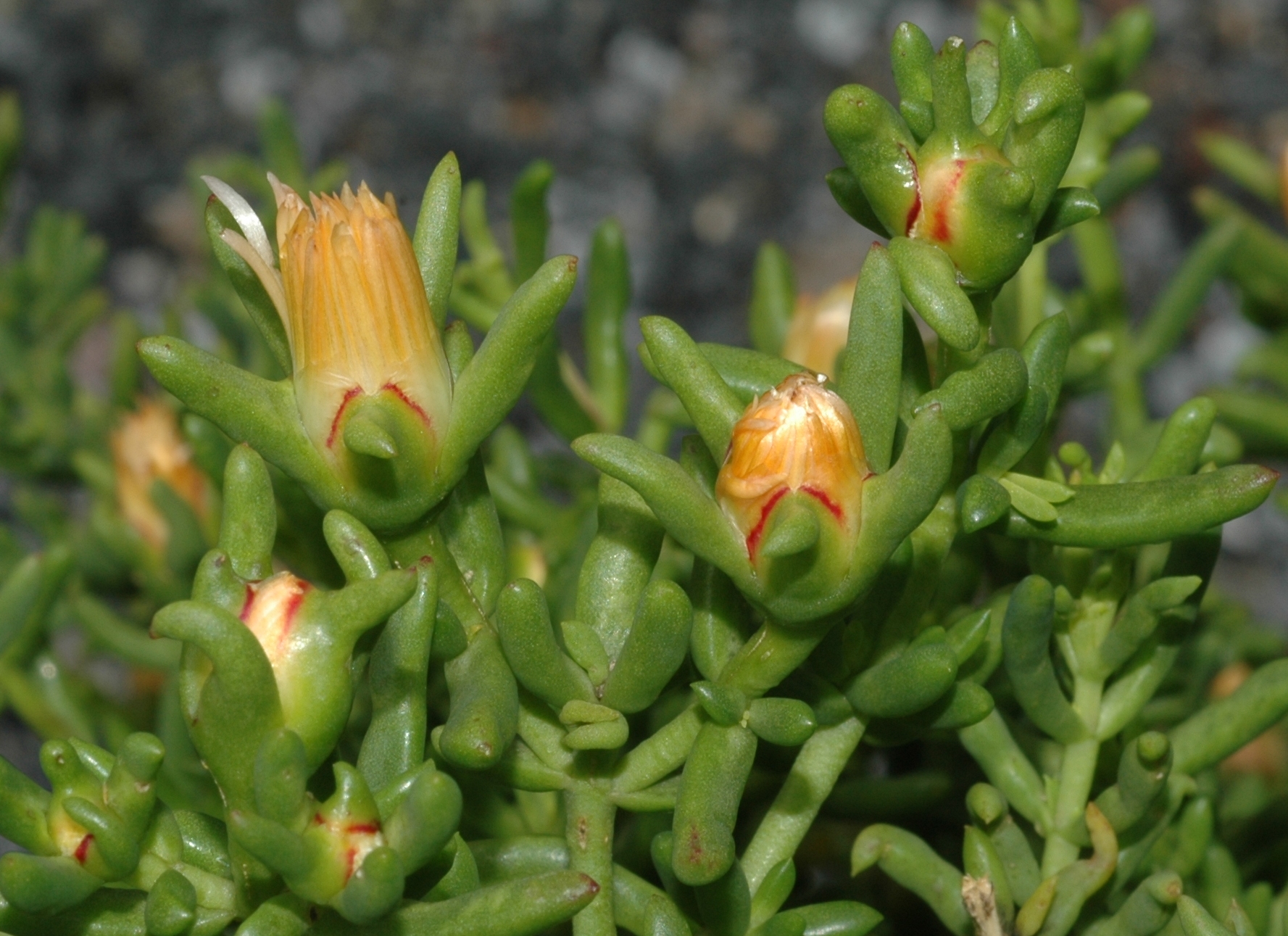 Aizoaceae Phyllobolus splendens