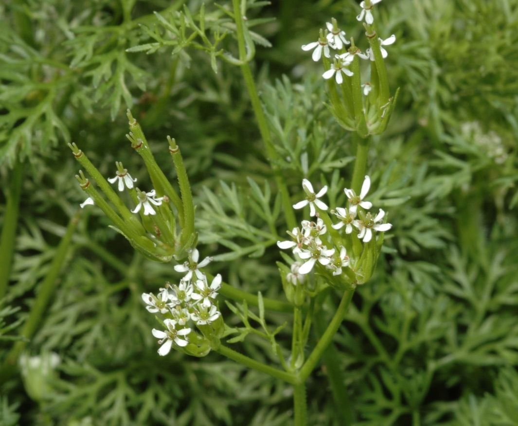 Apiaceae Scandix pecten-veneris