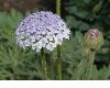 image of Trachymene caerulea