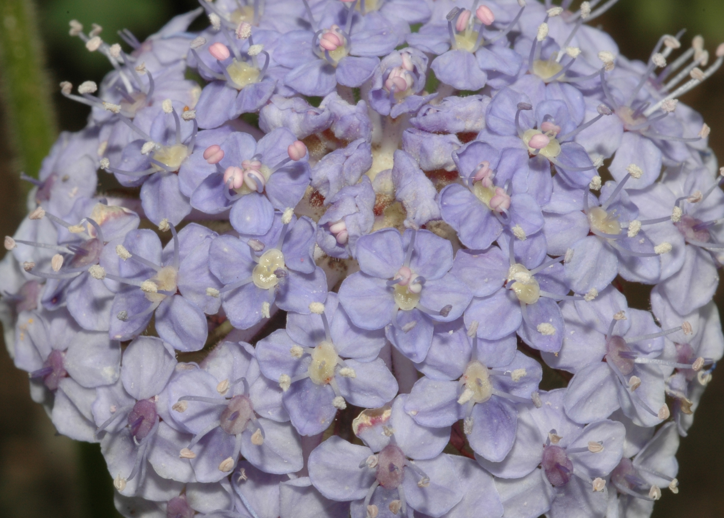 Araliaceae Trachymene caerulea