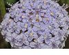 image of Trachymene caerulea