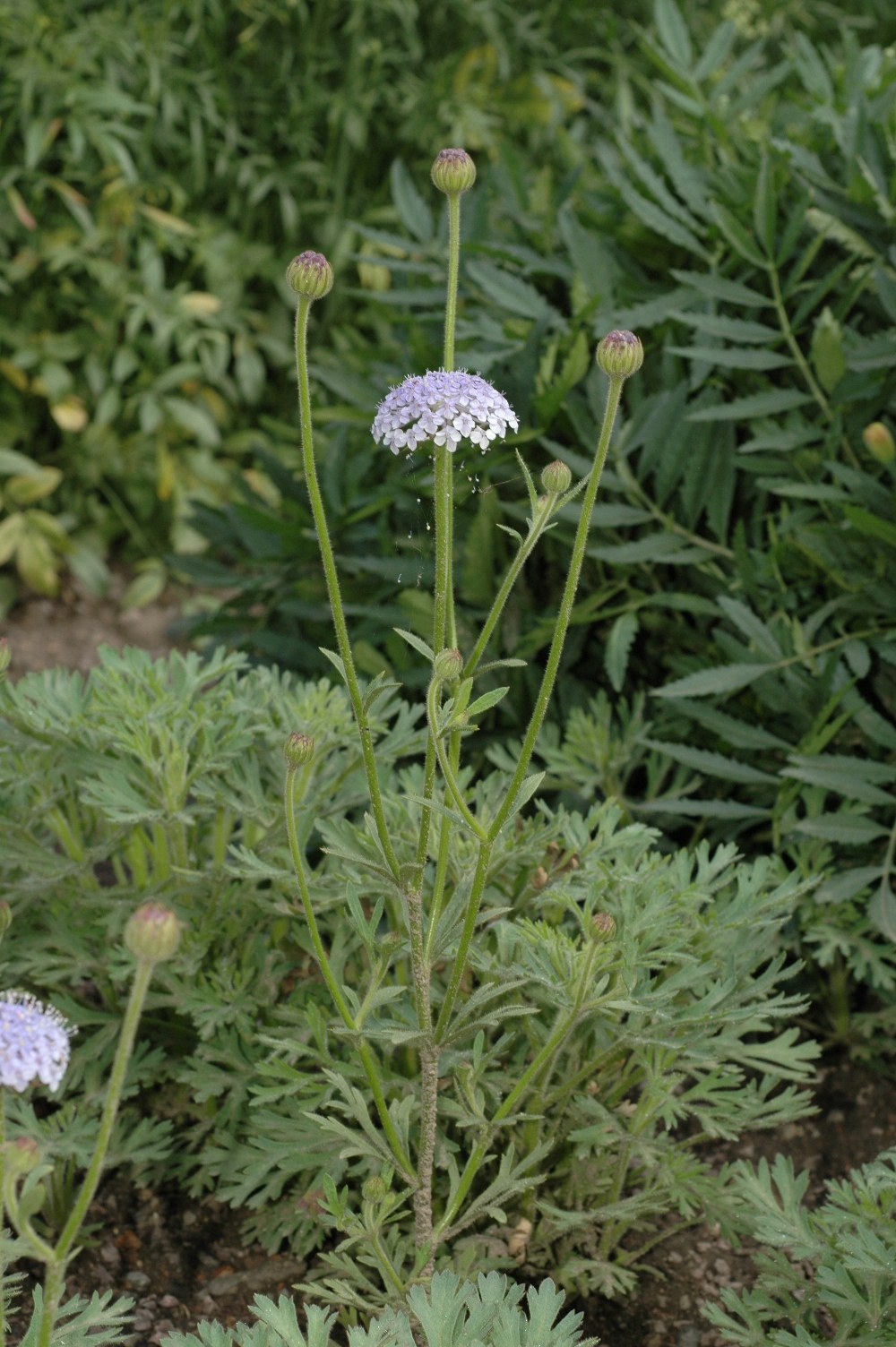 Araliaceae Trachymene caerulea
