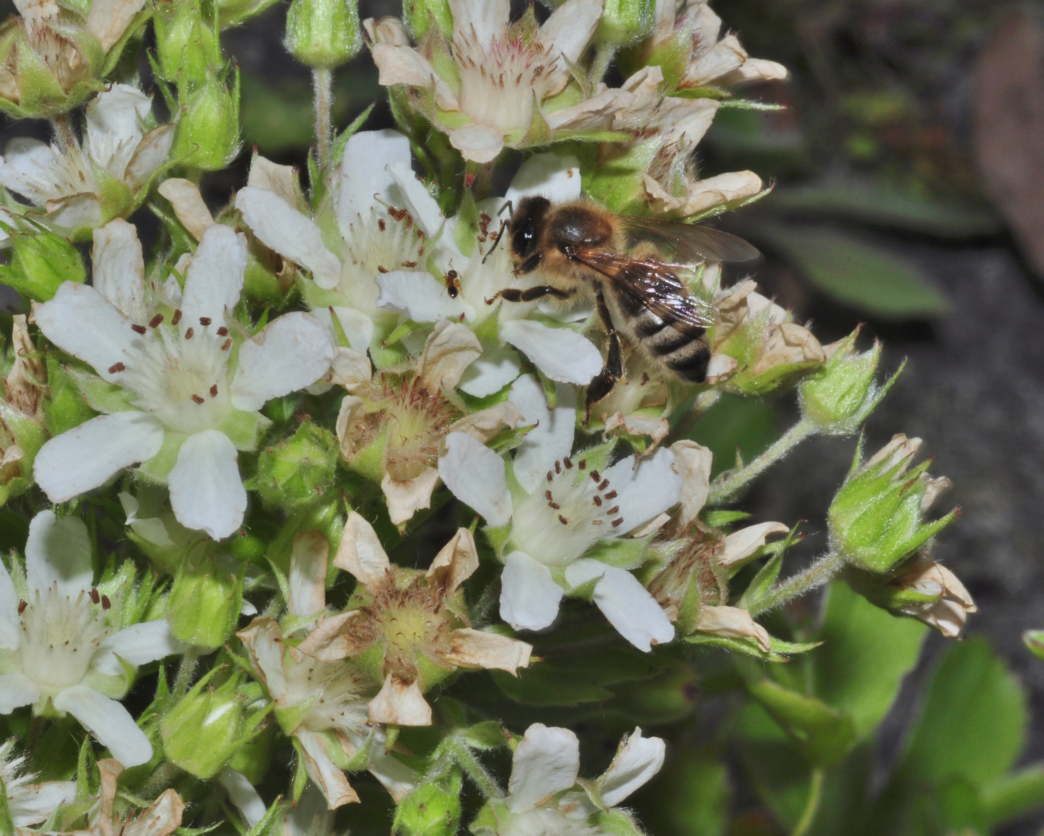 Formicidae  