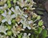 image of Apis mellifera