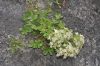 image of Potentilla caulescens