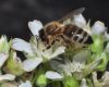 image of Apis mellifera