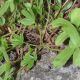 image of Potentilla caulescens