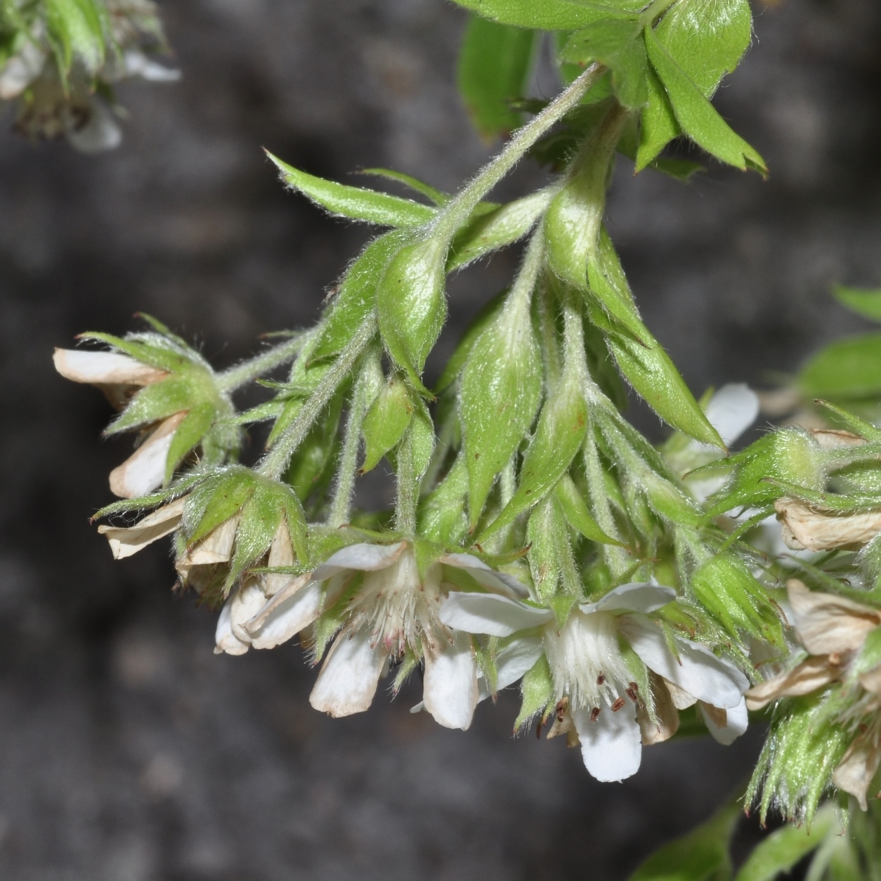 Rosaceae Potentilla caulescens