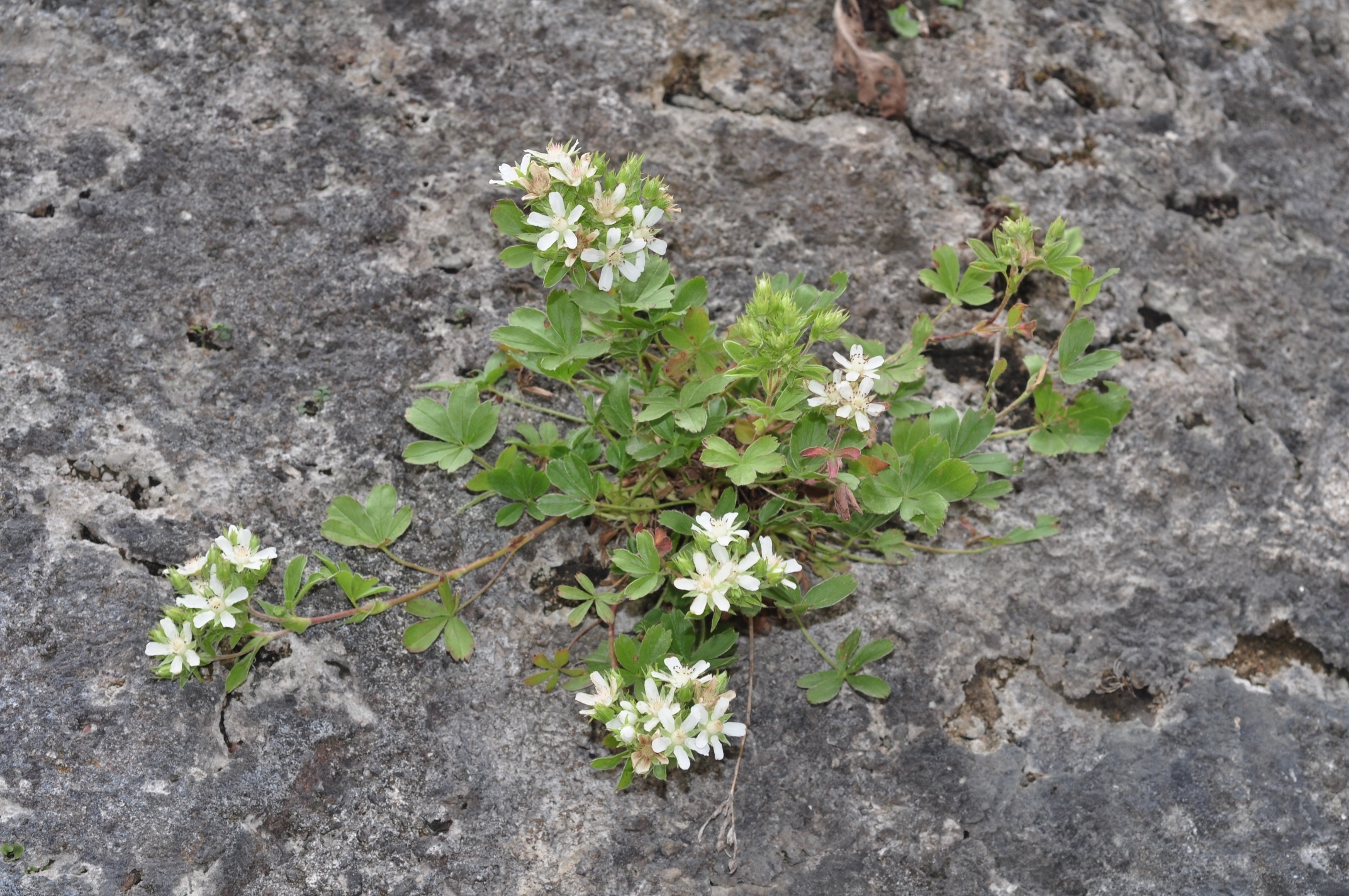 Rosaceae Potentilla caulescens