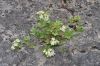 image of Potentilla caulescens