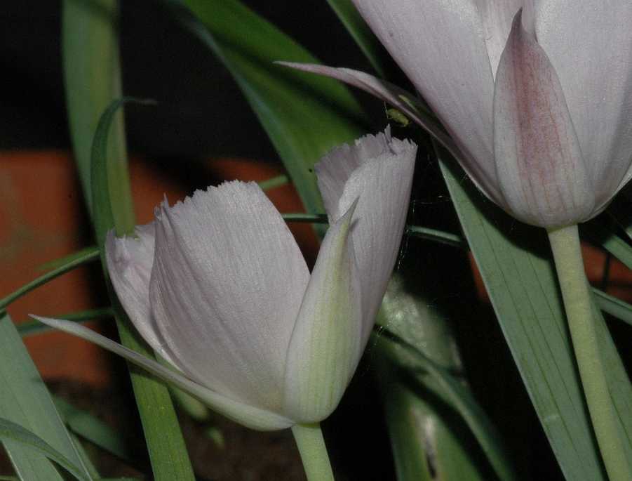 Liliaceae Calochortus 
