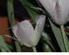 image of Calochortus 