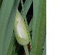 image of Calochortus 
