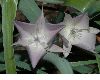 image of Calochortus 