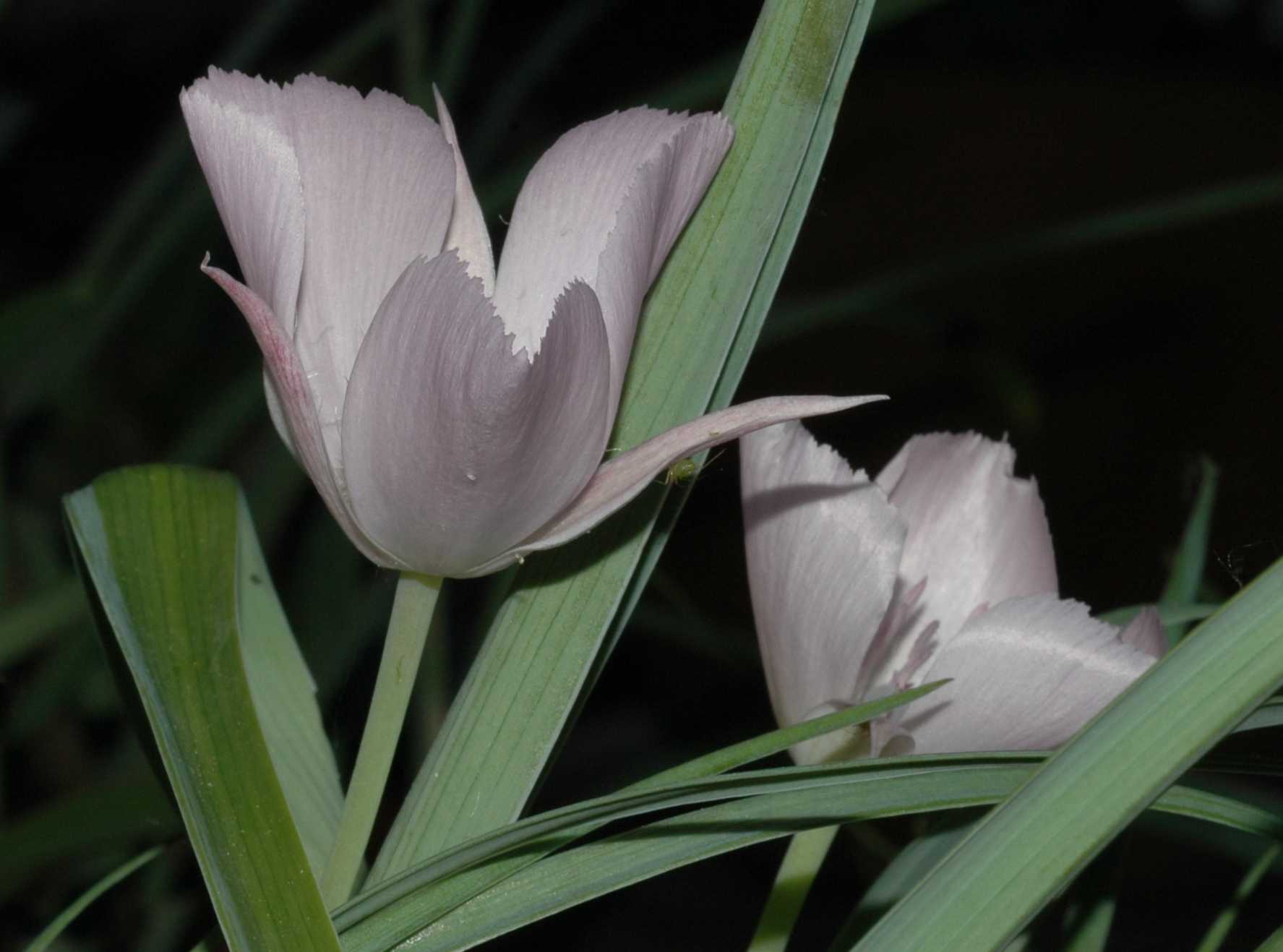Liliaceae Calochortus 