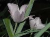 image of Calochortus 